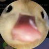 duck_idk1