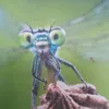 bsebabsi