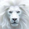 kingbenjamin0217