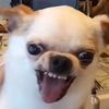 animalsrcutenfunny