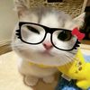 nctzen_ifa