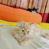 mahady.hasan716