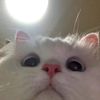 dan_301101