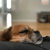 sunshinenpuppies