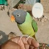 kh.parrots