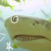 sharkscanconsumethesoul