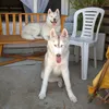 .husky.siberiano.m