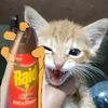 michito_5913