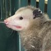 literally_just_a_possum_