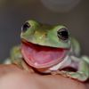 frogs.and.adhd