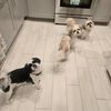 three.shihtzus