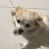 dipphngv