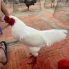 thanhnh718