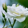 white_rose.01