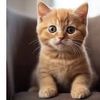 sipecinta_meong