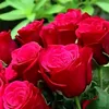 beautiful.rose65