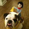 bulliebulldog4
