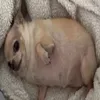 tofubitter