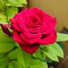 mahiya..........7