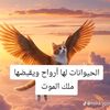 user713066351768