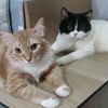dekdungcat