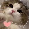 norh10alshmre10