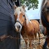 nancyhorses1