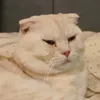koviandshay