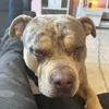 angelfloydbullybr