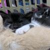 hafi_0713