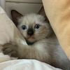 Kitten 🐈‍⬛ room