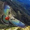 wacek269