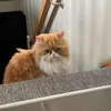 kitten201360