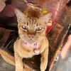 cats.652