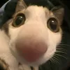 its.meowiuu09