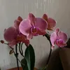 pylinskaya.anna