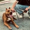 pitbuldogo