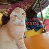 uda.pasisia.komedi