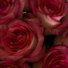 retal.mohamed83