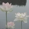 coco72322