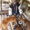 zziwa_dogs_rescue_wakiso