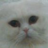 aziz_alshekh