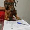 cachoro_sarsicha