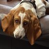 urbanpackofhounds