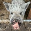 penelope_pig_version