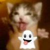 www.tiktok.com_bolis
