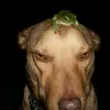 shlawgdog_witafrog
