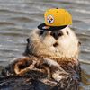 ottersarelit