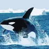 orcinusorca024