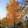 gocnhobinhyen312